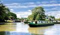 Wild Tansy, Calcutt Boats, Oxford & Midlands Canal